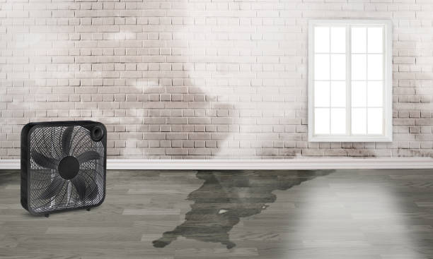 Best Professional water damage repair  in Frederic, WI